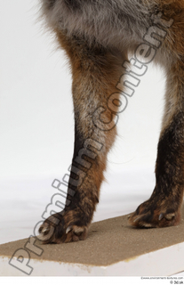 Red fox leg 0016.jpg